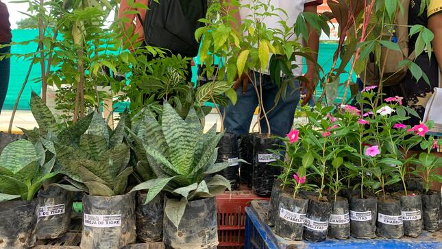 En el ecocanje Sanjuanero pueden llevar también plantones y abono por cada dos kilos de residuos reciclables.