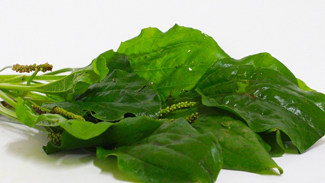 Planta medicinal: conoce los beneficios del llantén para aliviar males respiratorios y cicatrizar heridas