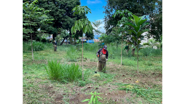 Trabajos de desmalezado en diferentes puntos de Tarapoto.