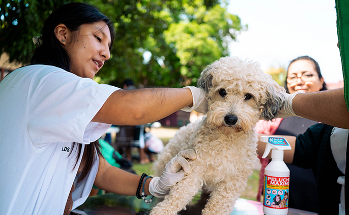 fotos de la campaña gratuita de desparasitación para mascotas