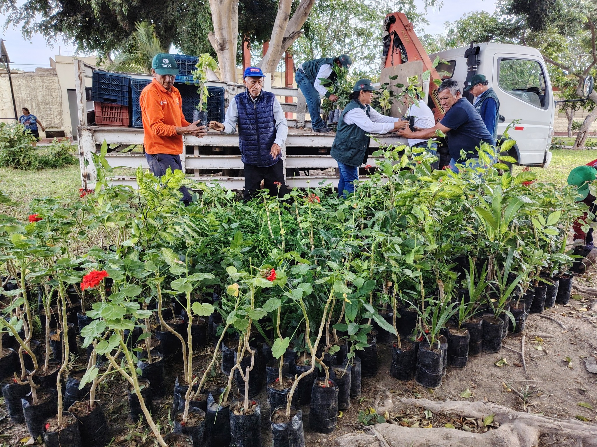 PEJEZA impulsa la mejora del ornato en Tumán con entrega de plantones ornamentales