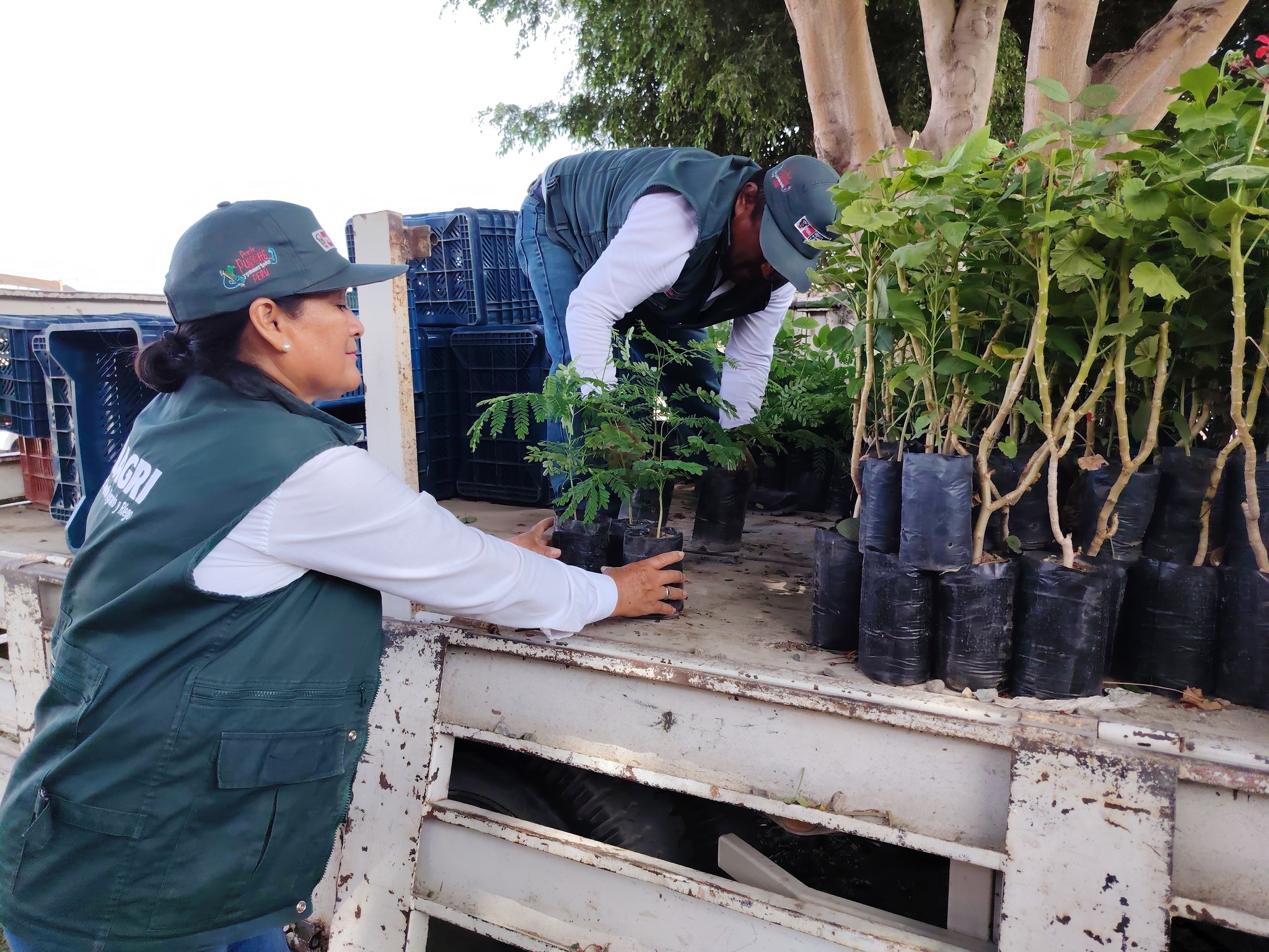 PEJEZA impulsa la mejora del ornato en Tumán con entrega de plantones ornamentales