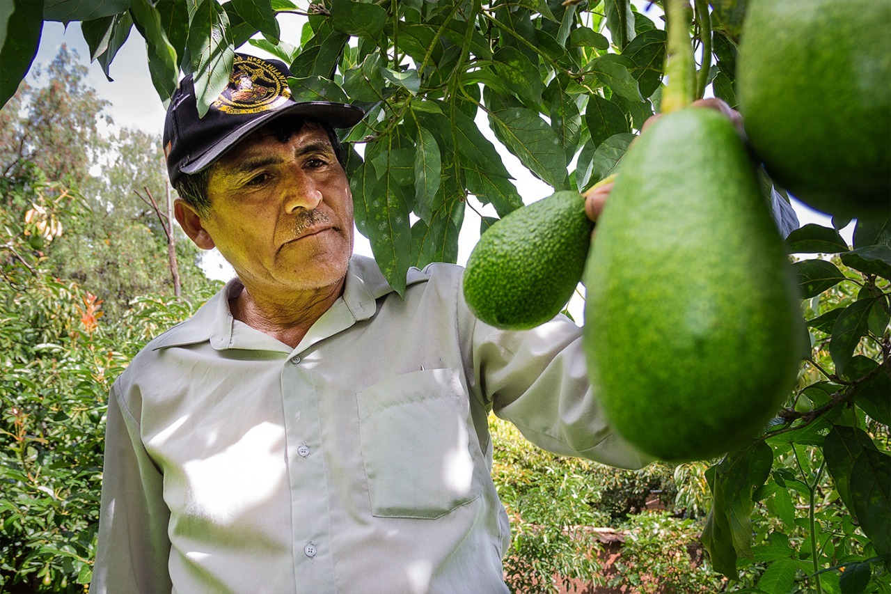 Huancavelica: Inicia segunda etapa del proyecto palta que beneficiará a más de 500 familias