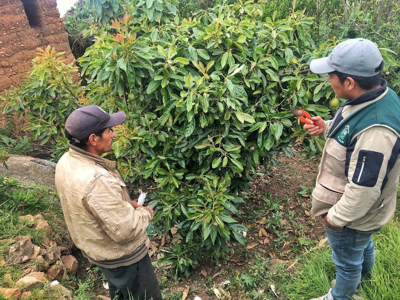 Huancavelica: Inicia segunda etapa del proyecto palta que beneficiará a más de 500 familias
