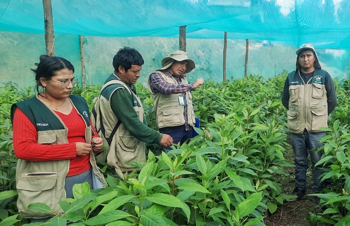 Huancavelica: Inicia segunda etapa del proyecto palta que beneficiará a más de 500 familias