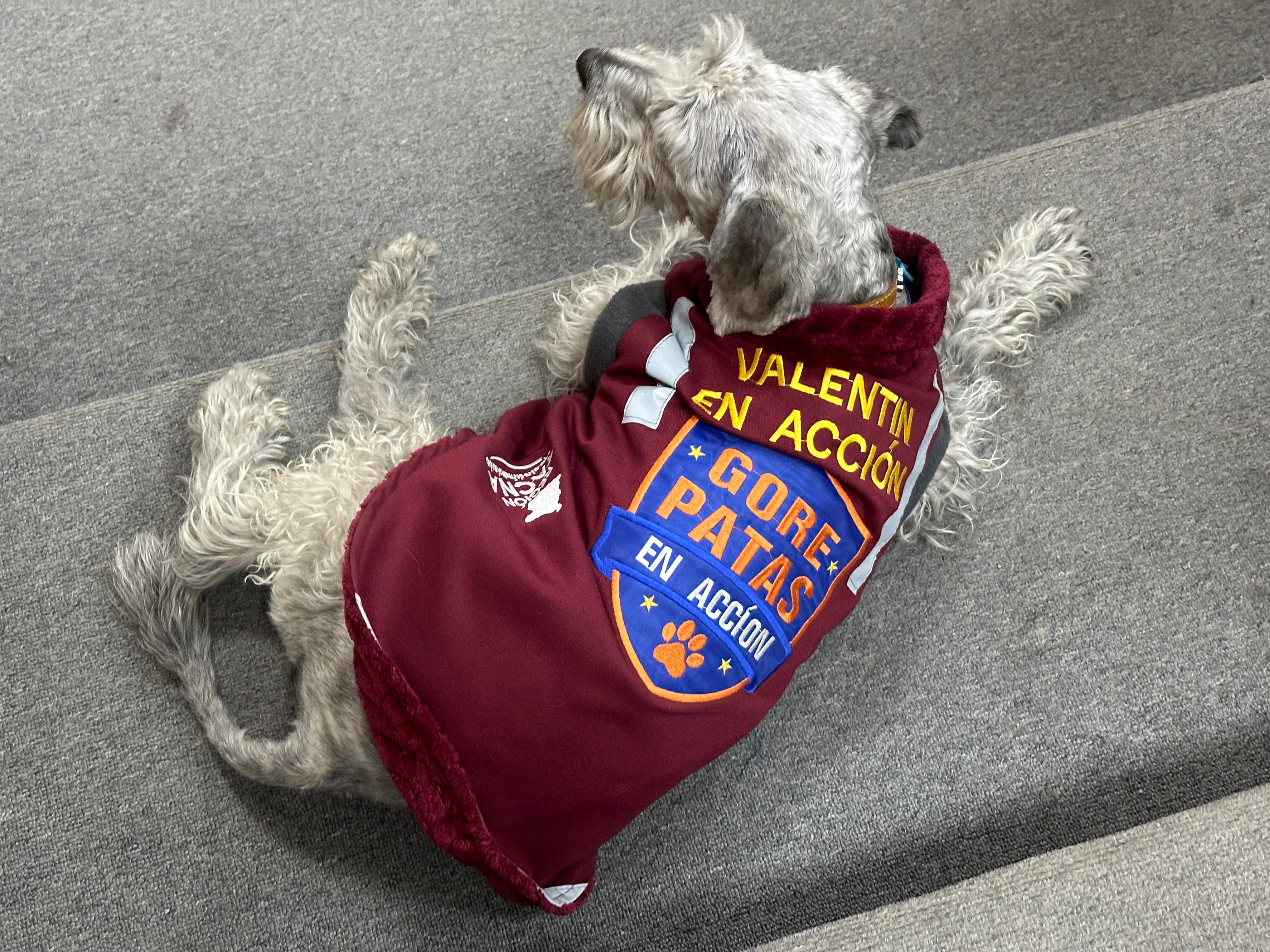 GORE Tacna sensibiliza a población de temidas garrapatas en las mascotas