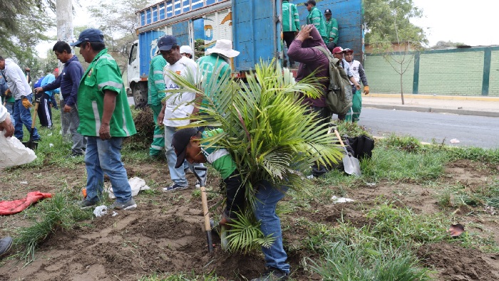Especies de plantas