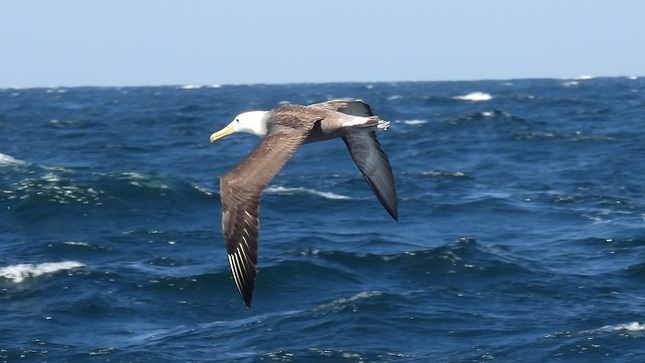 albatros