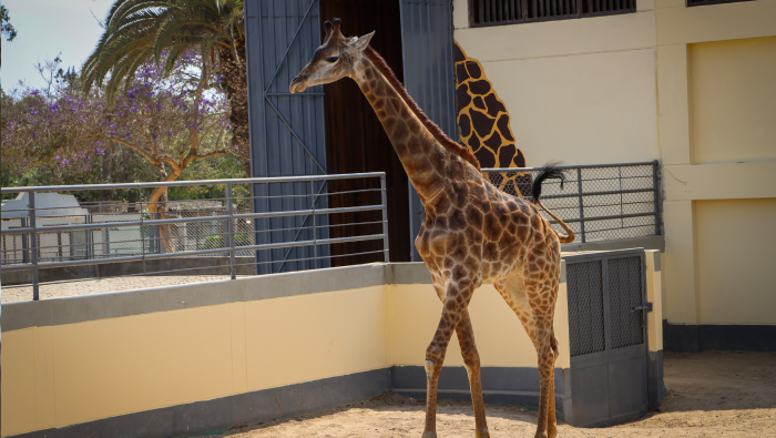 Conoce a Domingo, Ruben y Melman, las jirafas del Parque De Las Leyendas