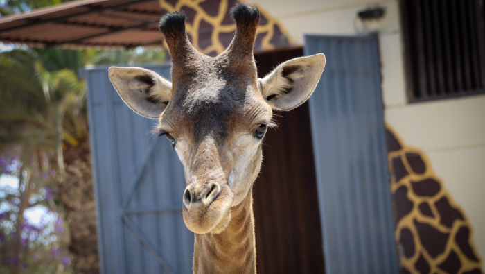 Conoce a Domingo, Ruben y Melman, las jirafas del Parque De Las Leyendas