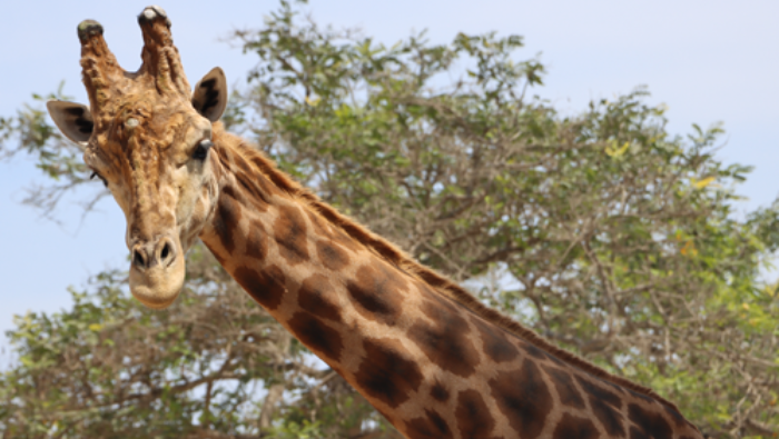 Conoce a Domingo, Ruben y Melman, las jirafas del Parque De Las Leyendas