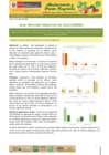 Vista preliminar de documento Boletín de Abastecimiento y Precios Mayoristas GMML y MM Nº2 -15/06/20