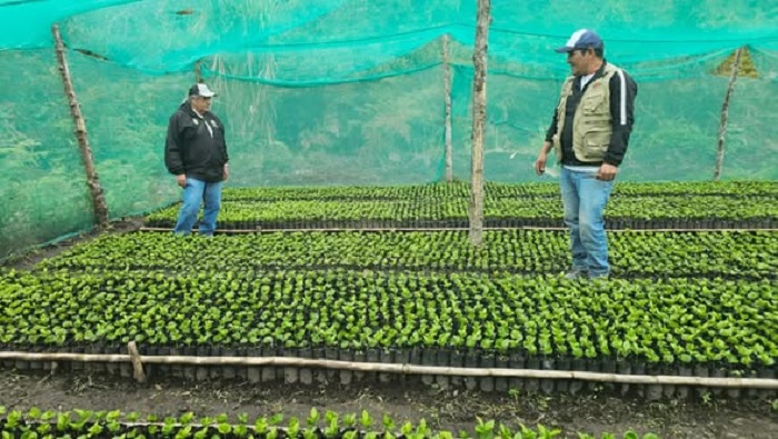 VIVEROS SUPERVISIÓN 1