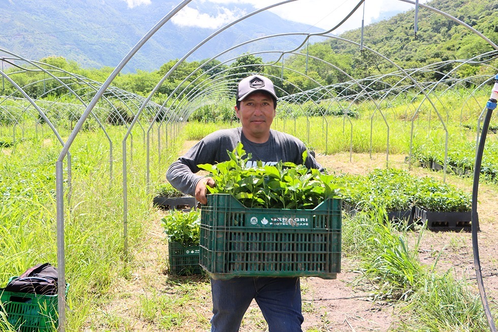 Eje Estratégico De Crecimiento: Gobierno Regional Cusco Reactiva Proyecto Café Para Fortalecer La Economía De Más DE 4 800 Familias Productoras