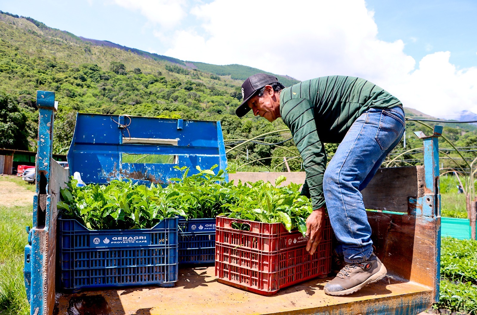 Eje Estratégico De Crecimiento: Gobierno Regional Cusco Reactiva Proyecto Café Para Fortalecer La Economía De Más DE 4 800 Familias Productoras