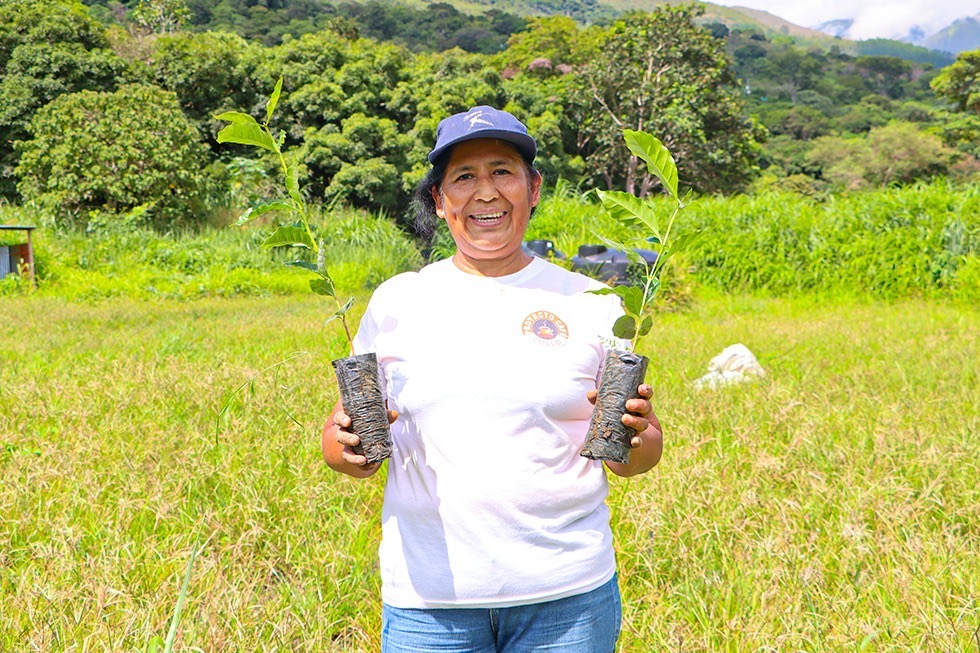 Eje Estratégico De Crecimiento: Gobierno Regional Cusco Reactiva Proyecto Café Para Fortalecer La Economía De Más DE 4 800 Familias Productoras