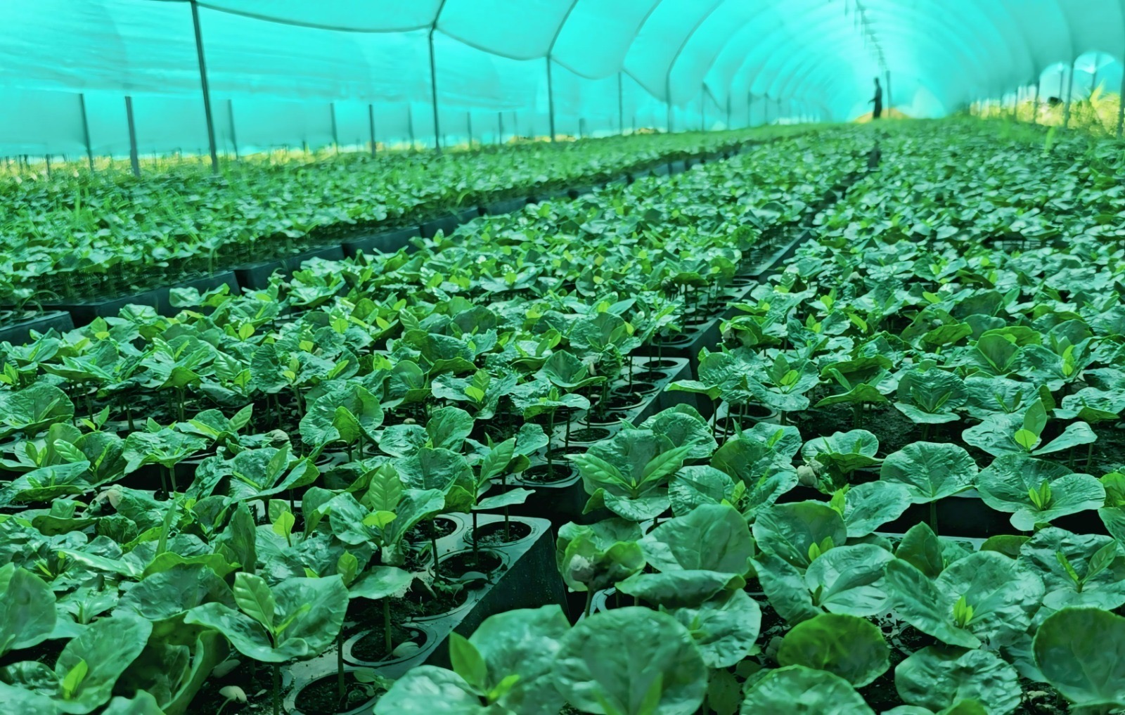 Eje Estratégico De Crecimiento: Gobierno Regional Cusco Reactiva Proyecto Café Para Fortalecer La Economía De Más DE 4 800 Familias Productoras