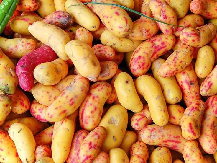 MINISTERIO DE DESARROLLO AGRARIO Y RIEGO