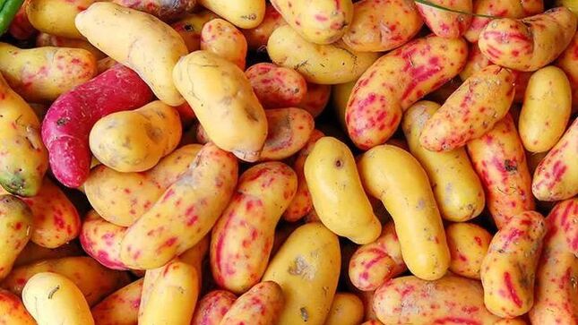 MINISTERIO DE DESARROLLO AGRARIO Y RIEGO