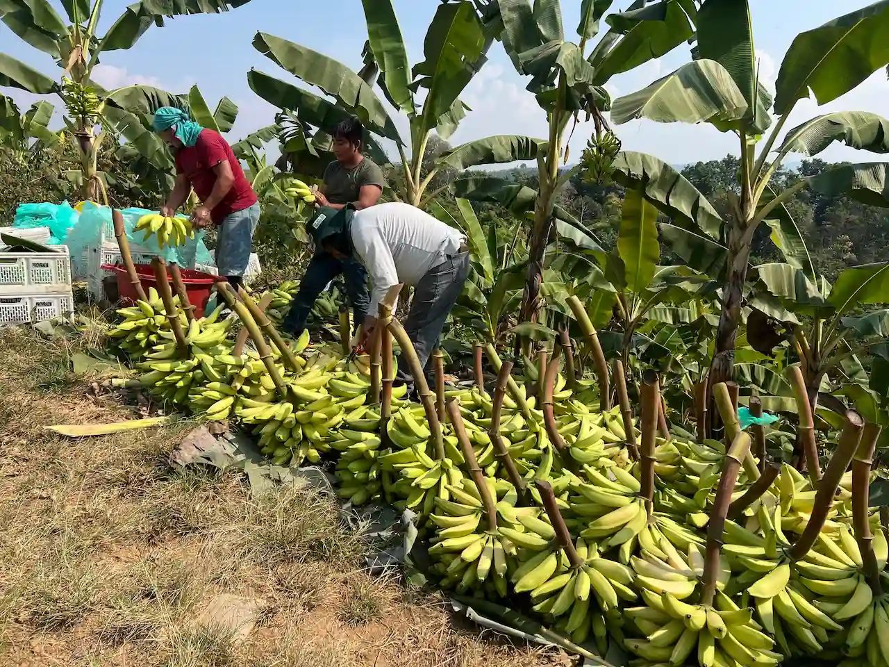 
MINISTERIO DE DESARROLLO AGRARIO Y RIEGO