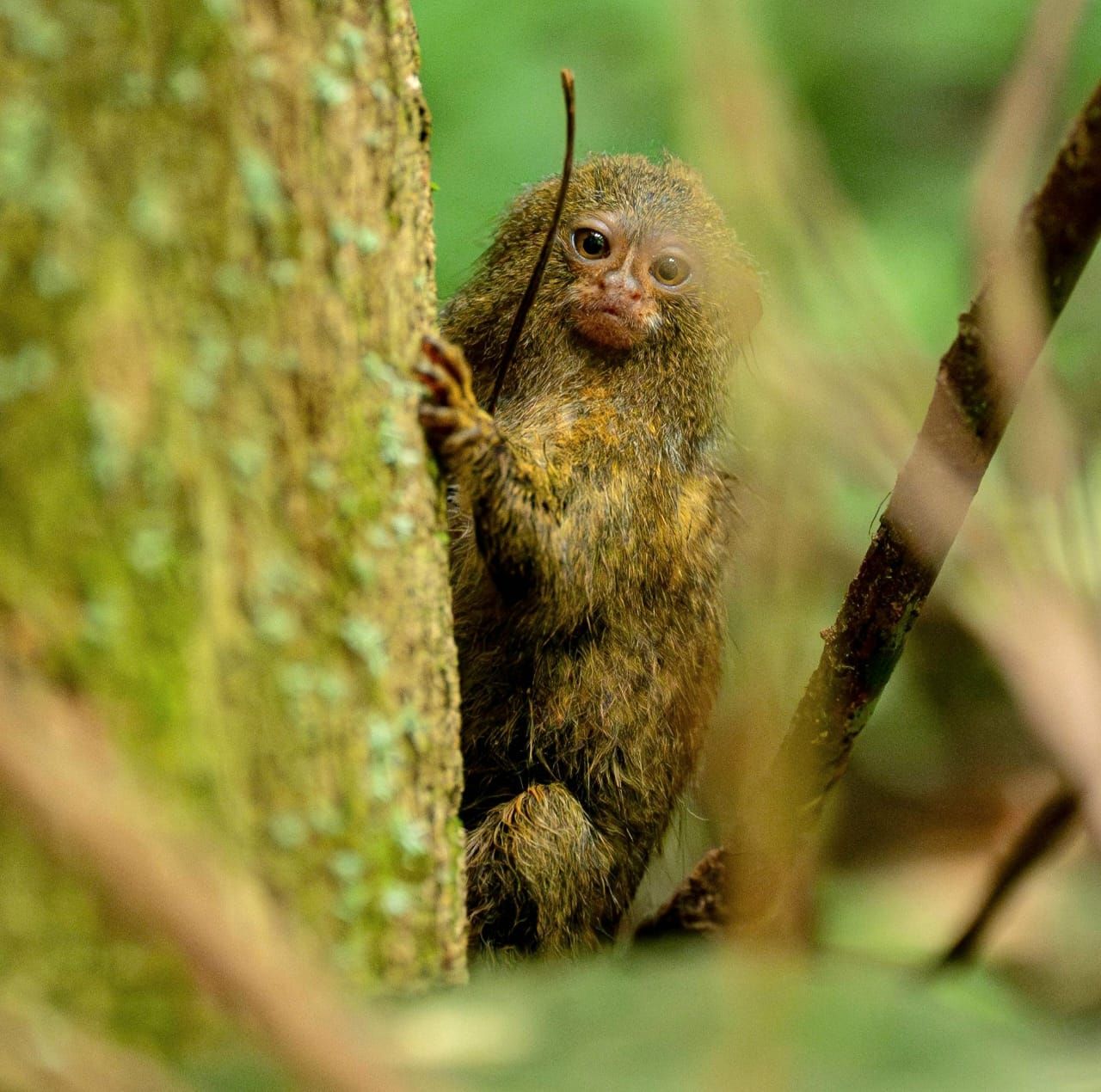 Loreto refuerza coordinación interinstitucional para proteger bosques y fauna silvestre