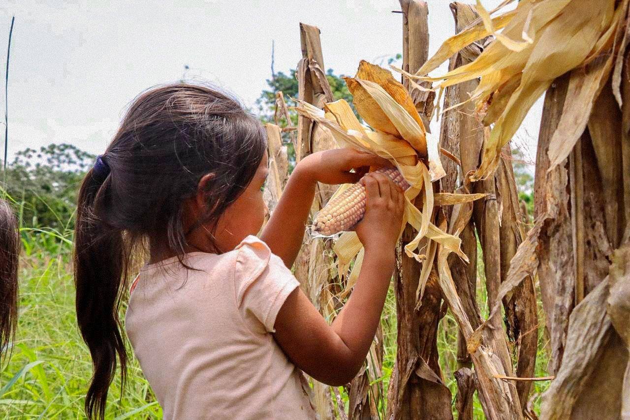 Exitosa cosecha de maíz beneficia a agricultores en Máquia y Sarayacu