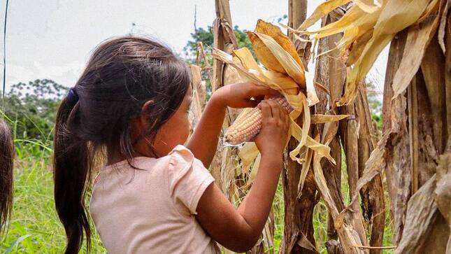 Exitosa cosecha de maíz beneficia a agricultores en Máquia y Sarayacu