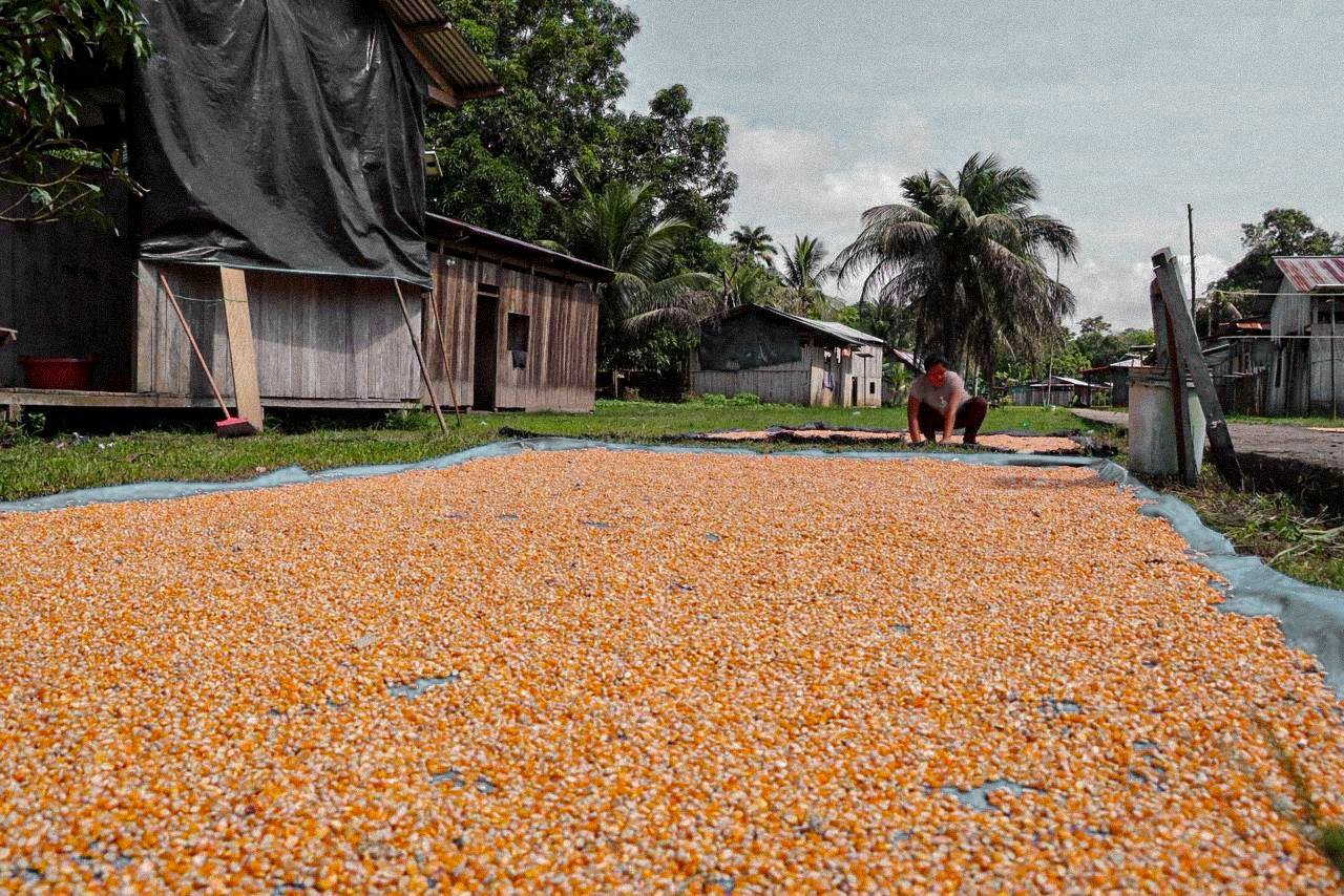 Exitosa cosecha de maíz beneficia a agricultores en Máquia y Sarayacu