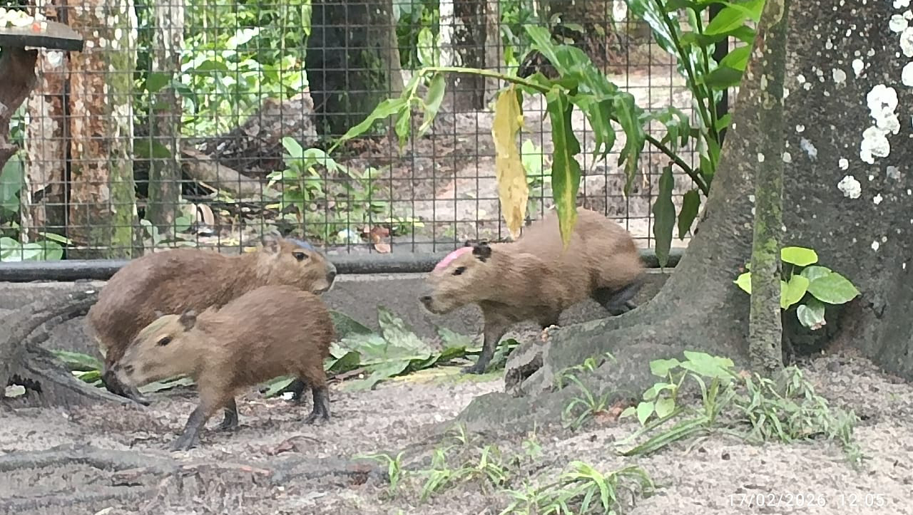 FEMA Loreto logra condena para dos personas por poseer ilegalmente tres capibaras en Iquitos