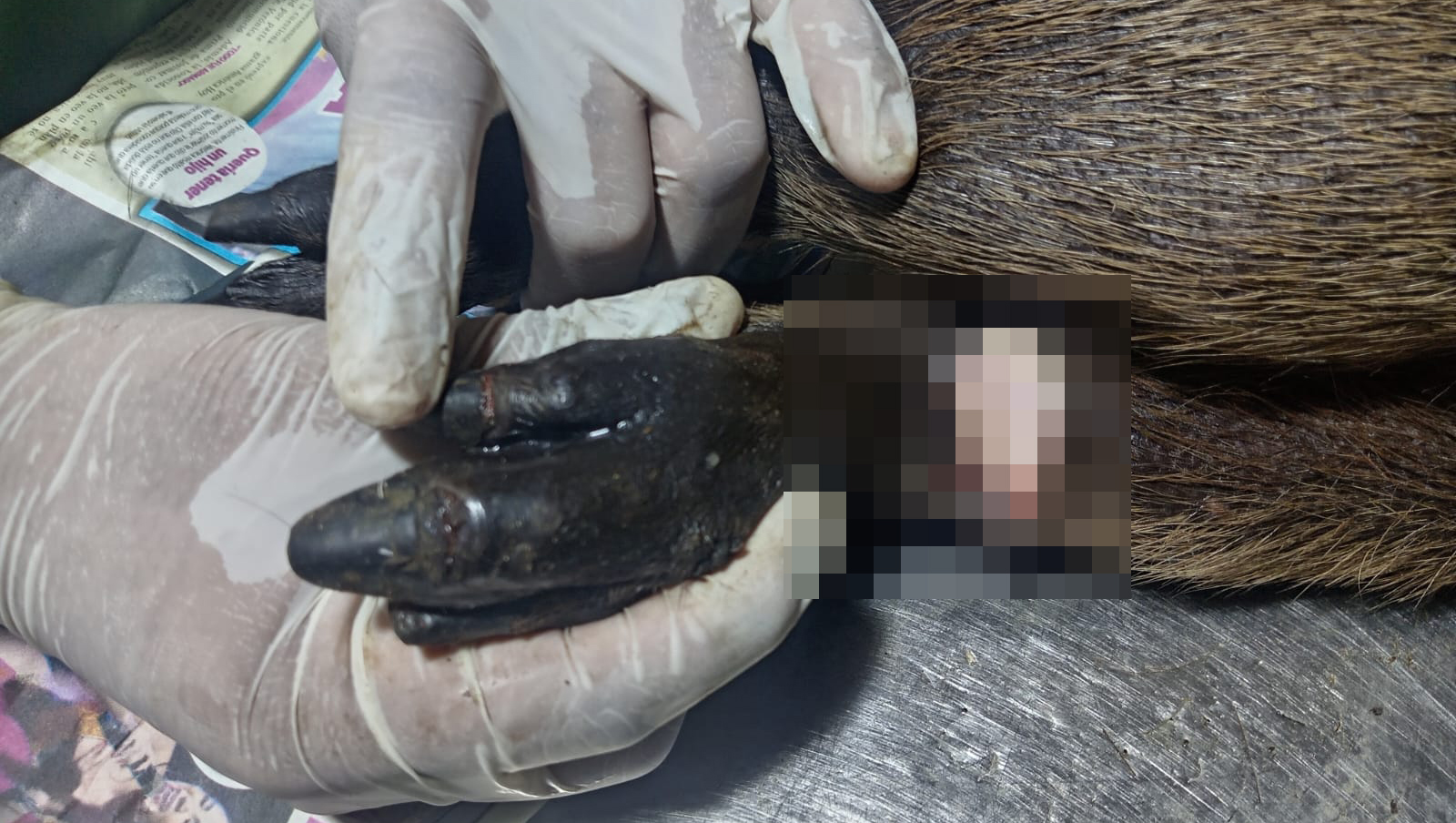 FEMA Loreto logra condena para dos personas por poseer ilegalmente tres capibaras en Iquitos