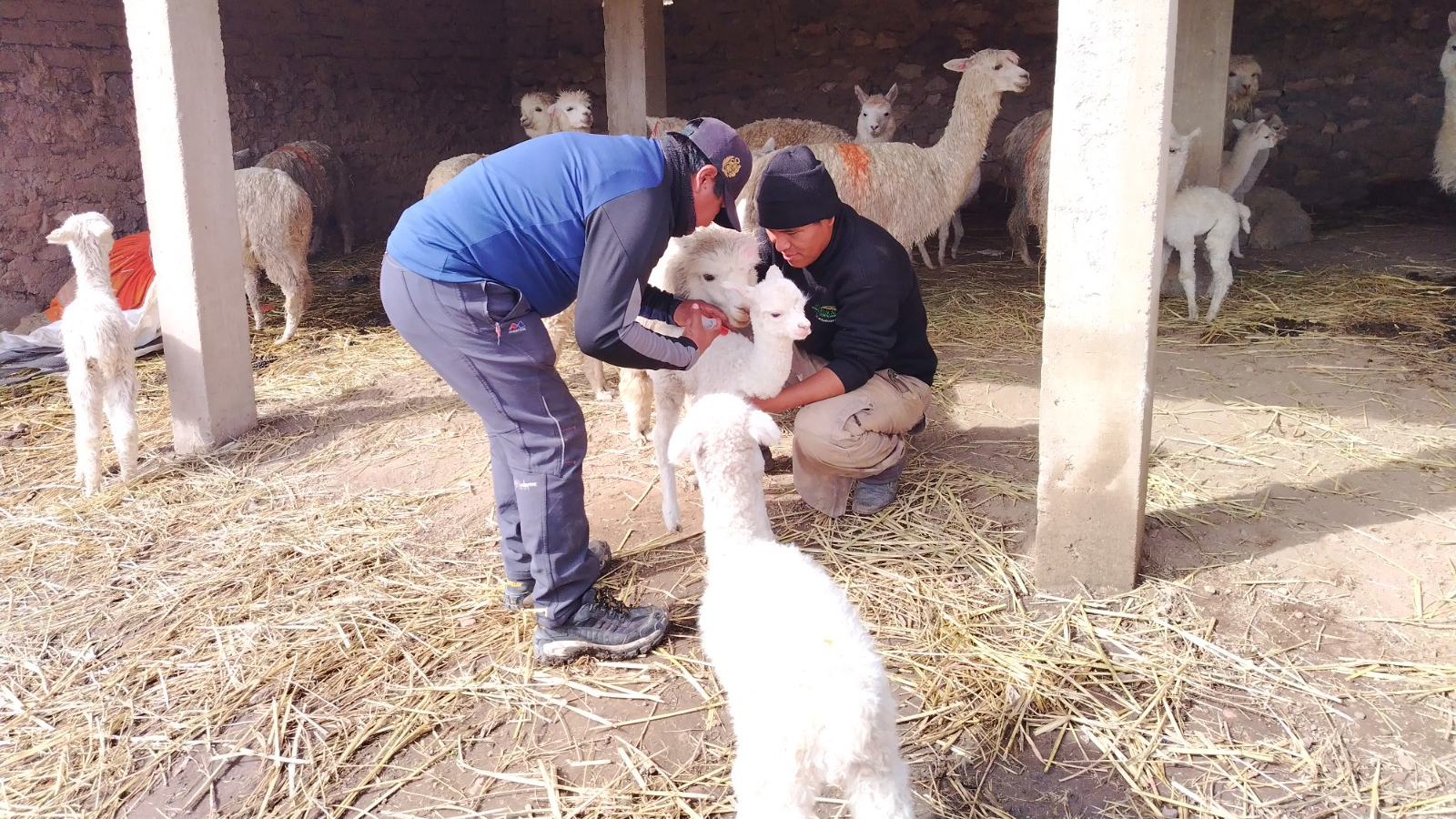 alpacas en Ubinas