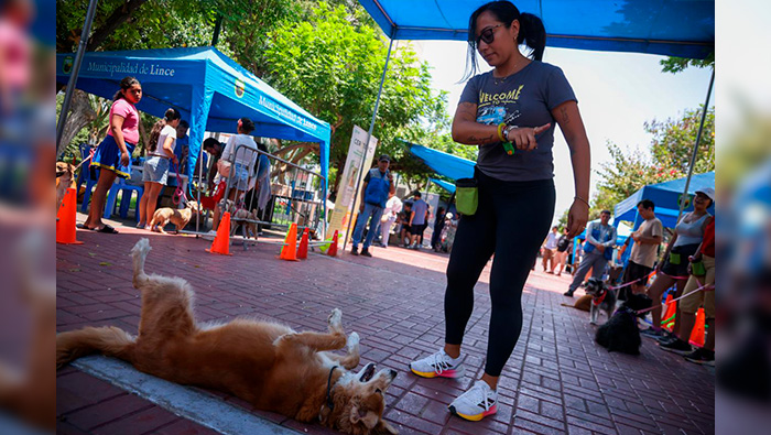 Lince brindó más de 1,700 atenciones a mascotas durante Gran Campaña Veterinaria