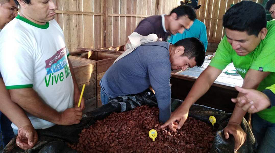 Post cosecha de cacao: ¿En qué consiste y qué certificaciones puedes obtener?
