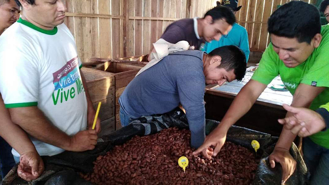 Post cosecha de cacao: ¿En qué consiste y qué certificaciones puedes obtener?