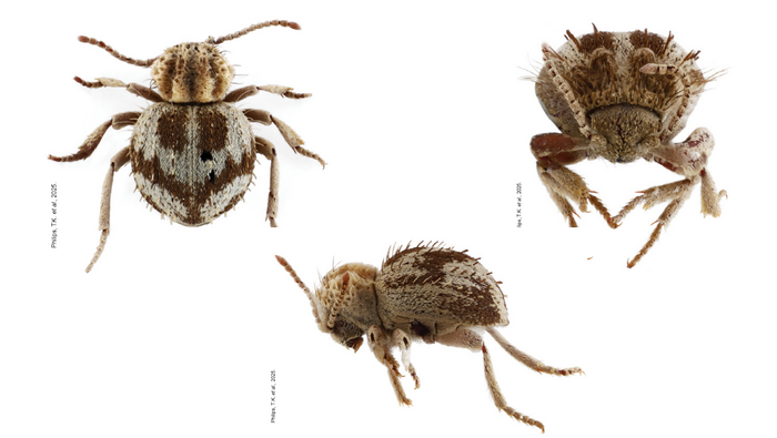 Ica: Descubren nueva especie de escarabajo en la Reserva Nacional San Fernando
